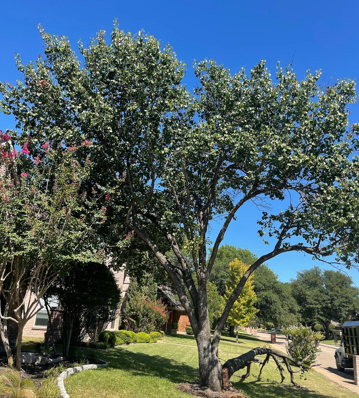 Tactical Tree Operations LLC
