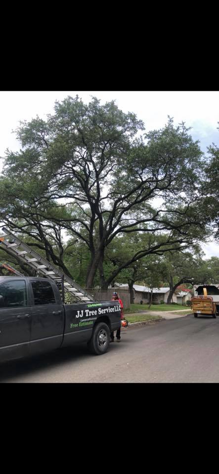 JJ Tree Service | San Antonio TX
