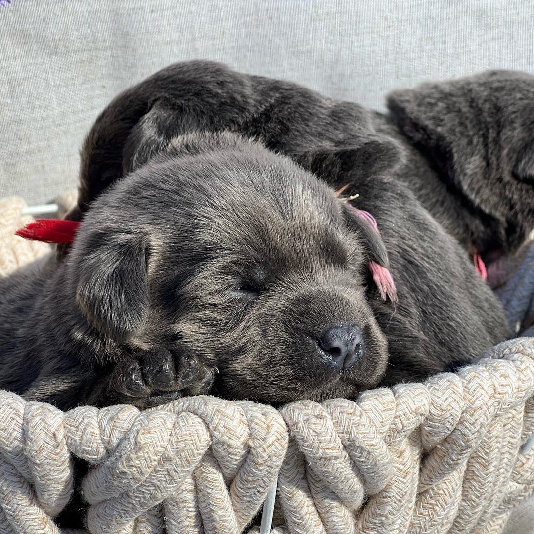 Babies are growing so... - Cloud Peak Labrador Retrievers | Facebook