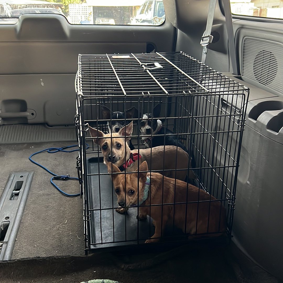 Today is giving Tuesday, we don’t... - Better Chance Rescue | Facebook