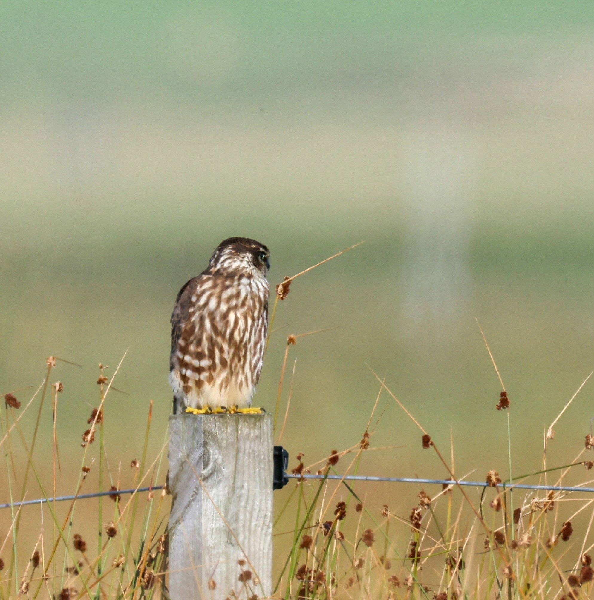 Arran Wildlife | Watched these birds for about an hour last night ...