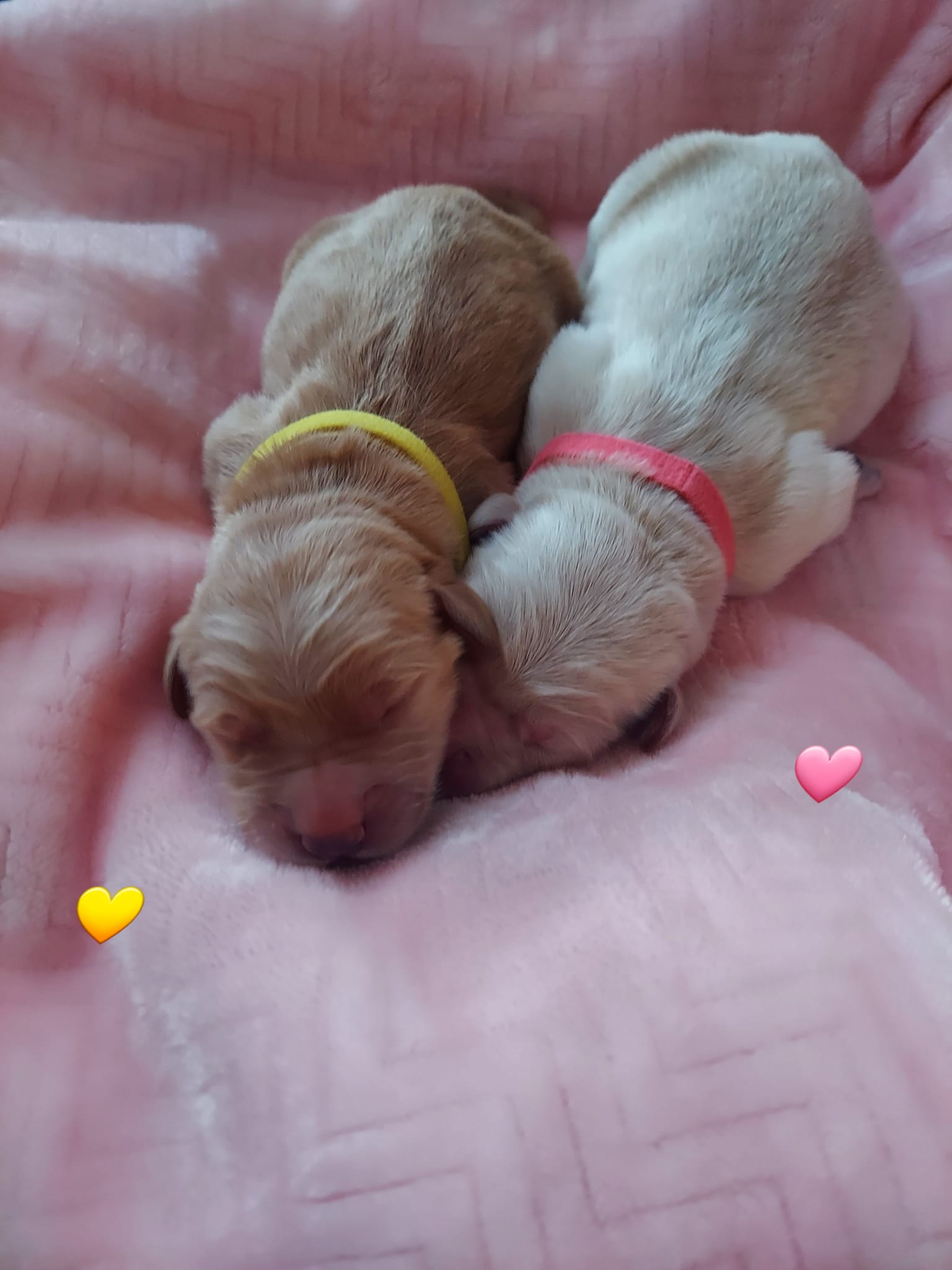Rafter A Golden Retrievers | Norwich KS
