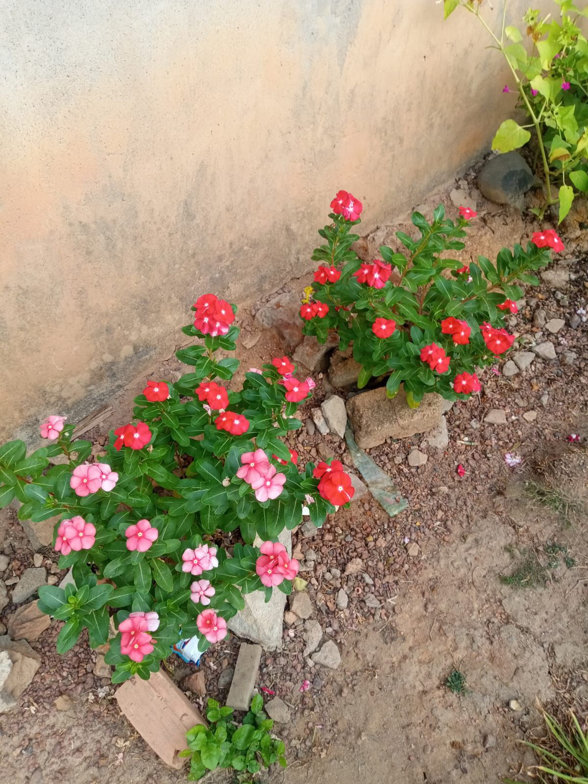 Do you know what flower this is?