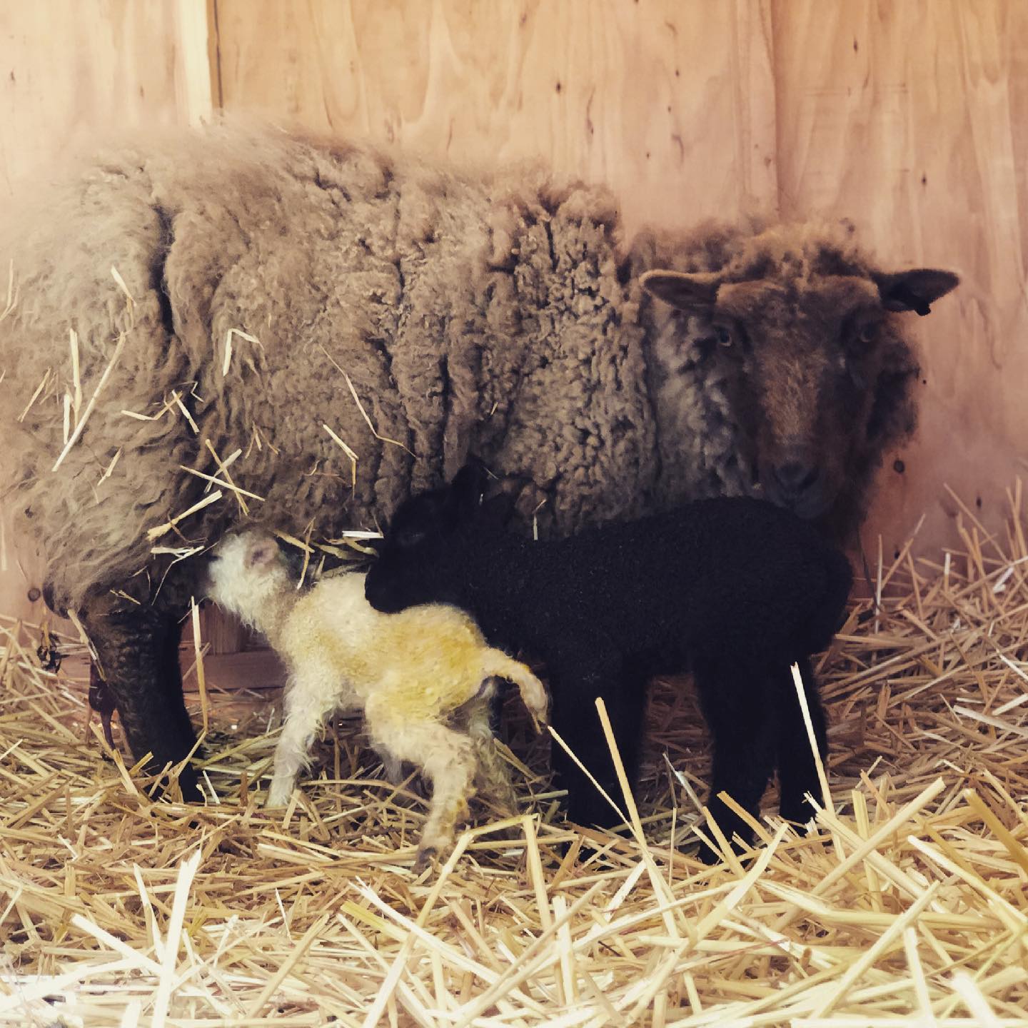 🐑 Today, we had our first birth on... - Little Roots Ranch