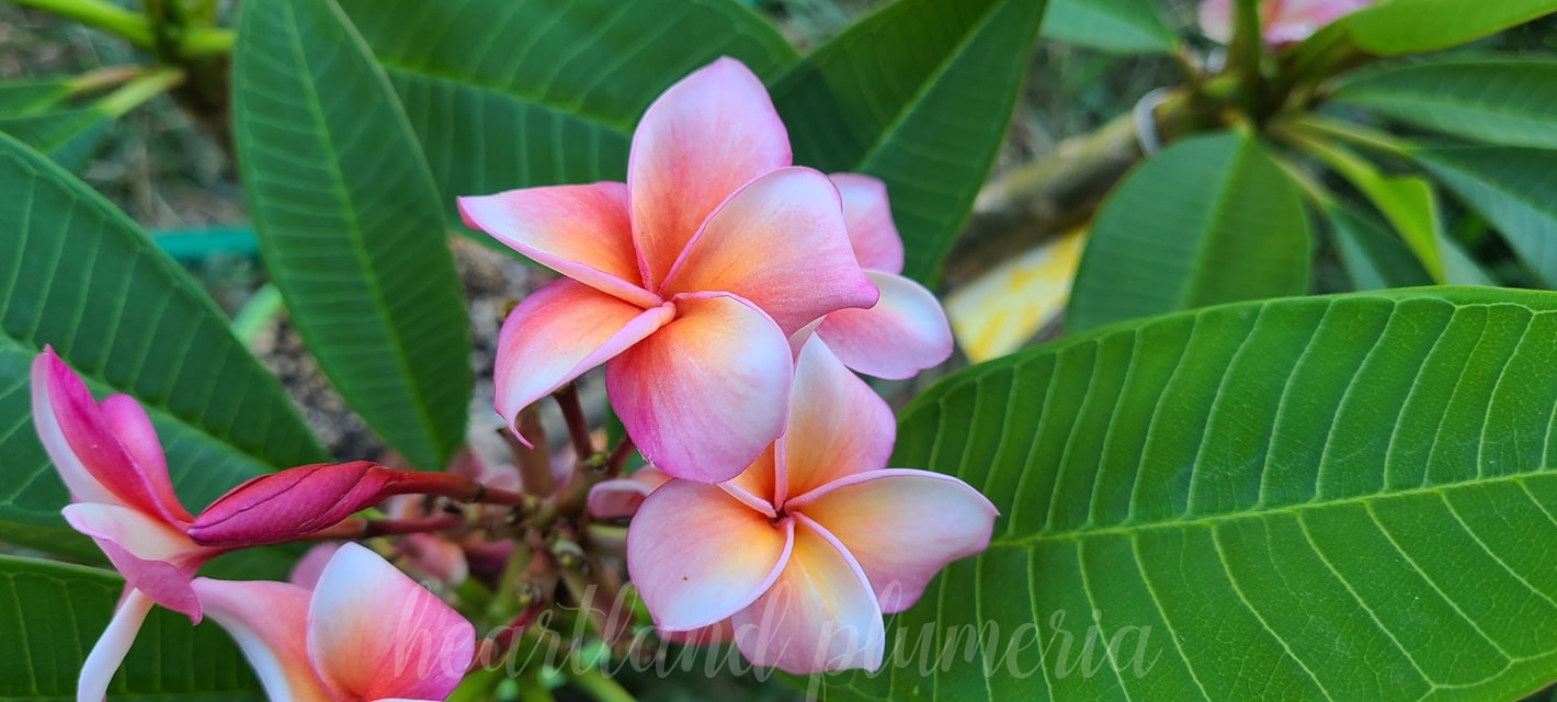 Jamaica Fire plumeria has started blooming ! ? by @georgestraw