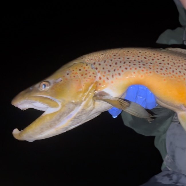 A perfect fall morning #flyfishing #trout #flyfish | Lane Froese