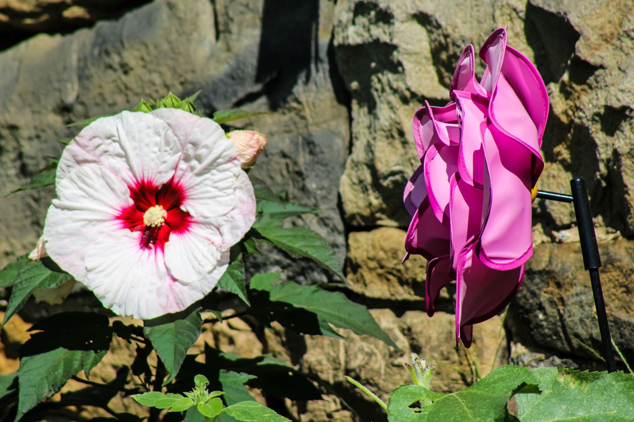 What is the name of this white backyard flower?