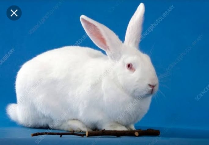 Tank Rabbit Farming