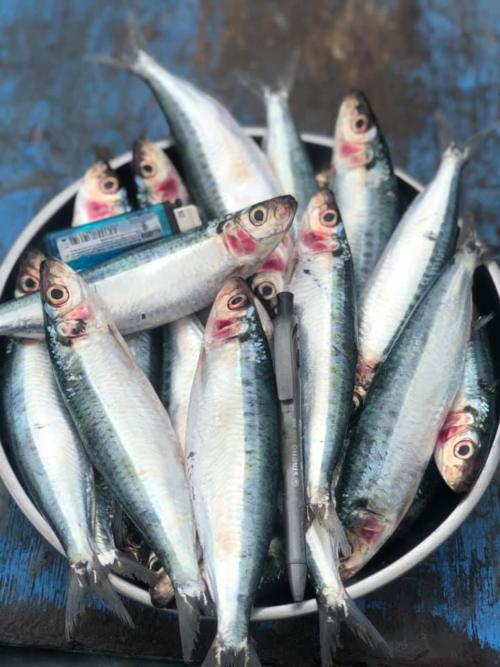 IKAN SEGAR | Inanam
