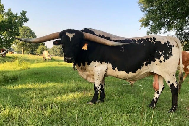 Lazy A Longhorn Ranch | Shepherd TX