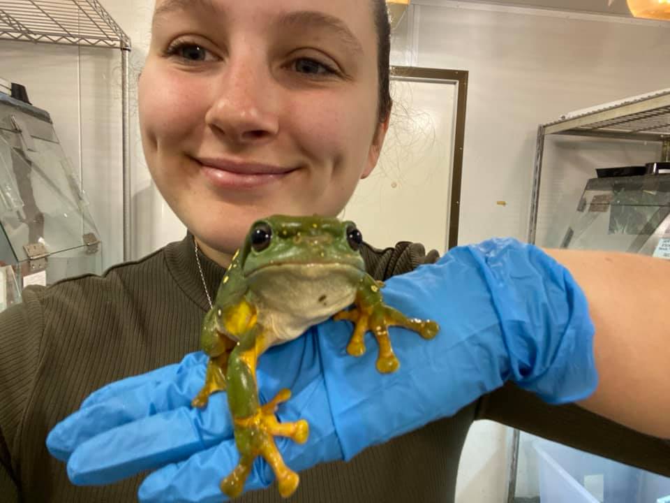 Frogs Victoria September 2025 meeting: Big amphibians in the Kimberley!