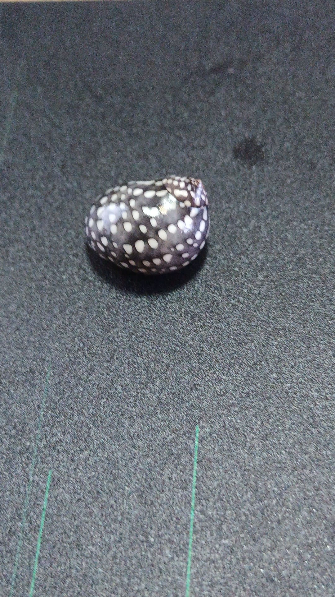 Id please. Black seashell with white spots. 17.5mm long