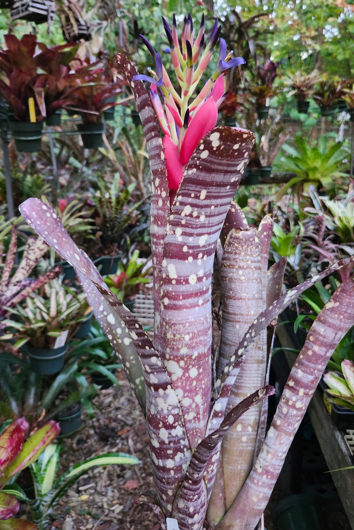 ブロメリア・エアープランツ Billbergia Ring Of Saturn Billbergia 'Rings of Saturn' plant colors