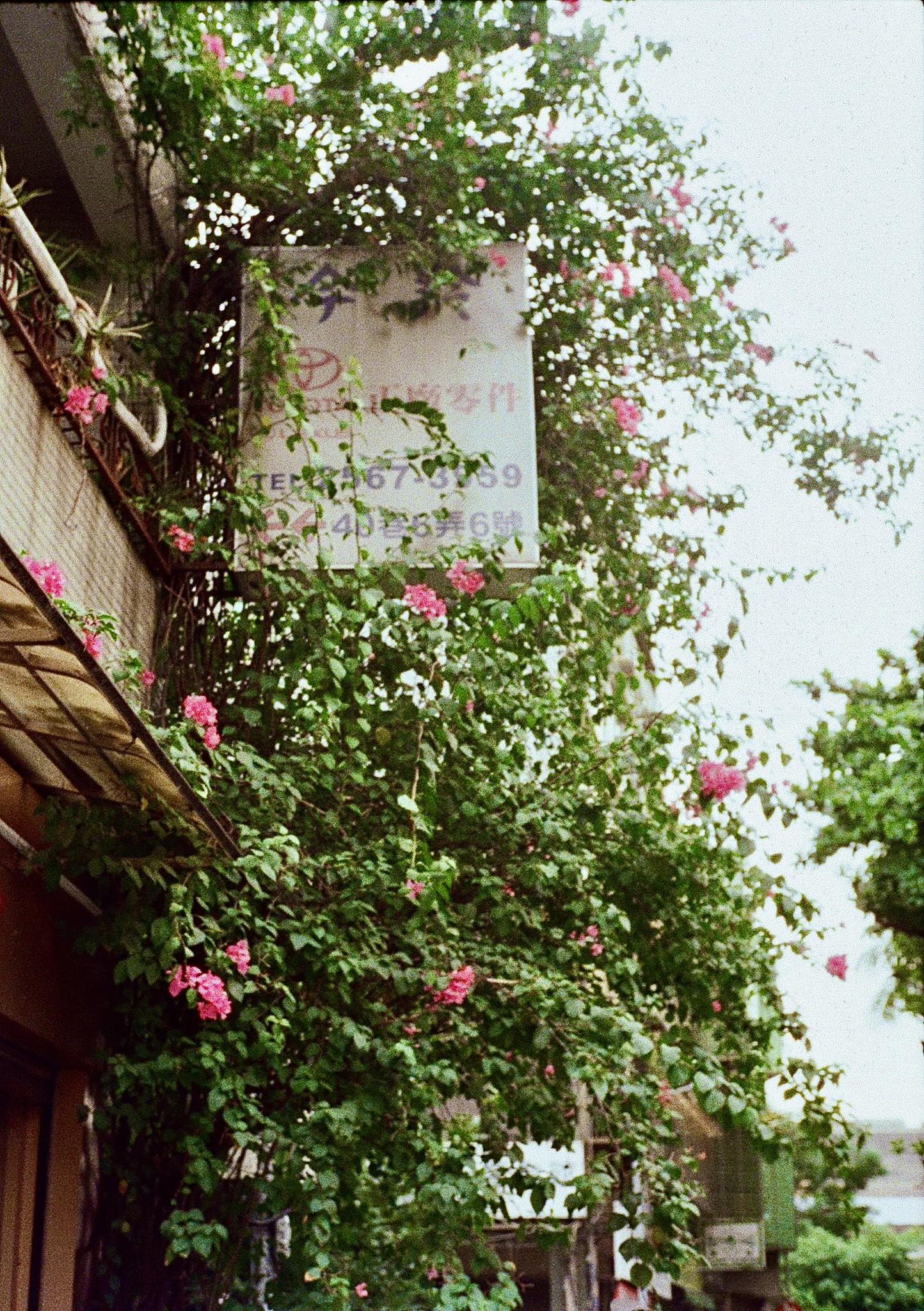 📷: Olympus Pen EED 🎞️: Fuji 400（美版）