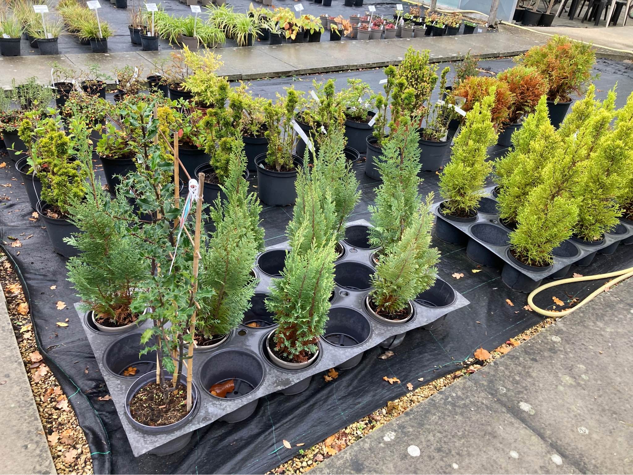 Plant Nursery closing, retiring after serving the community for 31 ...