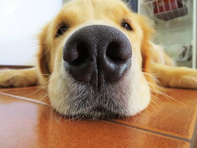 VIP Animals - ⚠️Chaleur⚠️Déshydratation de votre chien... | Facebook