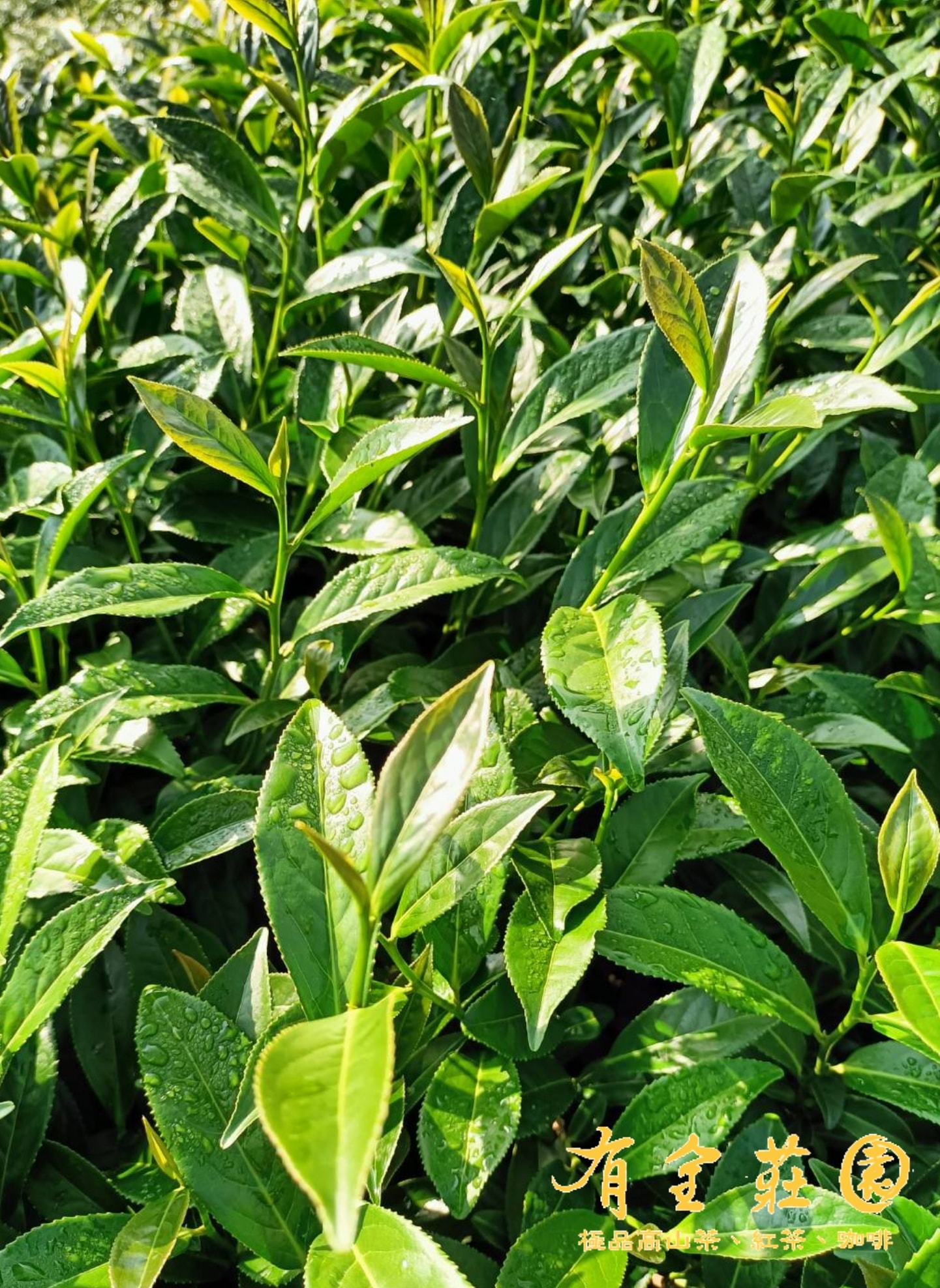 有全莊園 - 2022年春茶原片茶葉與茶包均已完售， 這波梅雨前本來已有看見小綠葉蟬的蹤跡，...