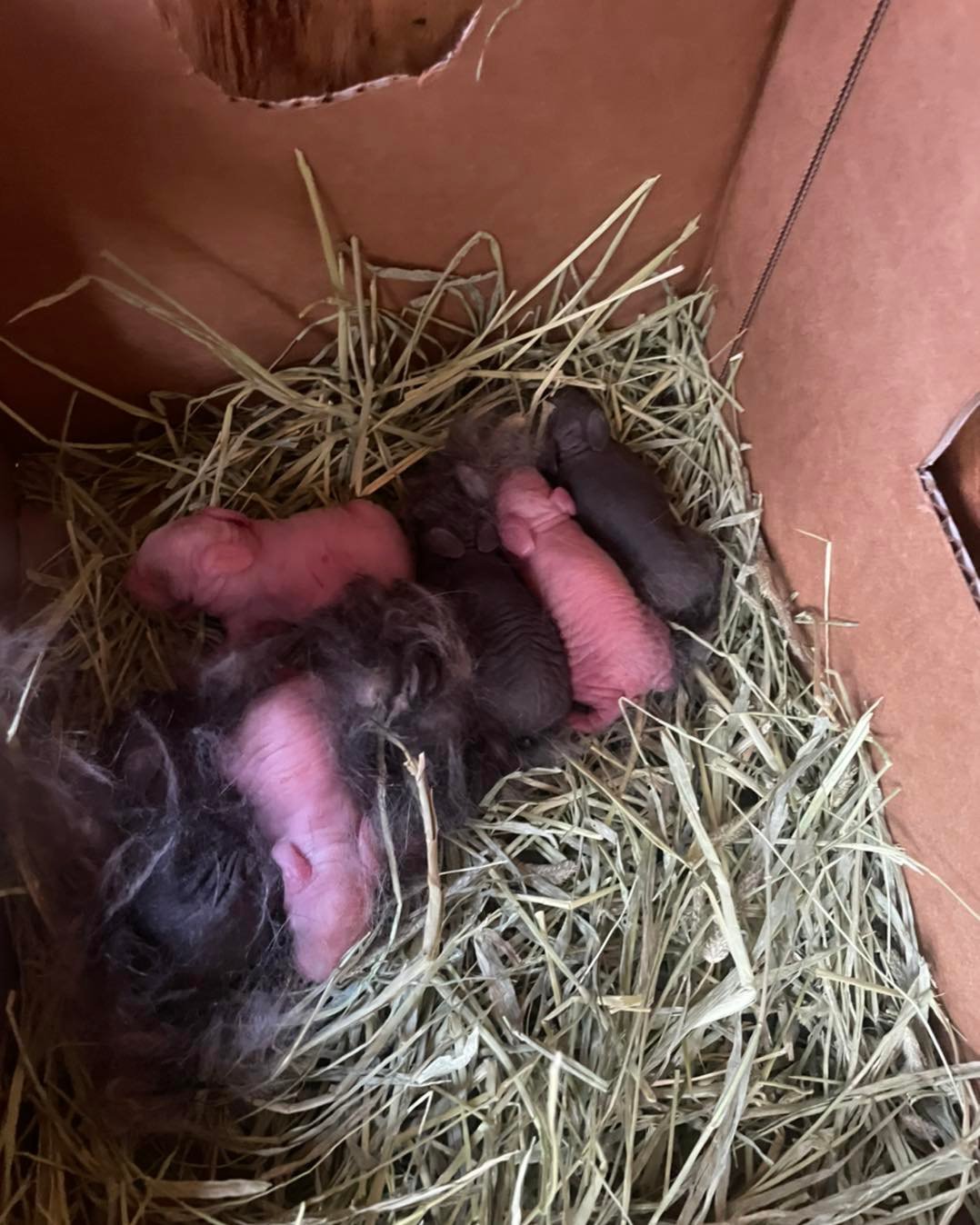 Corbitt Family Farms LLC - We woke up to a surprise litter of Altex ...