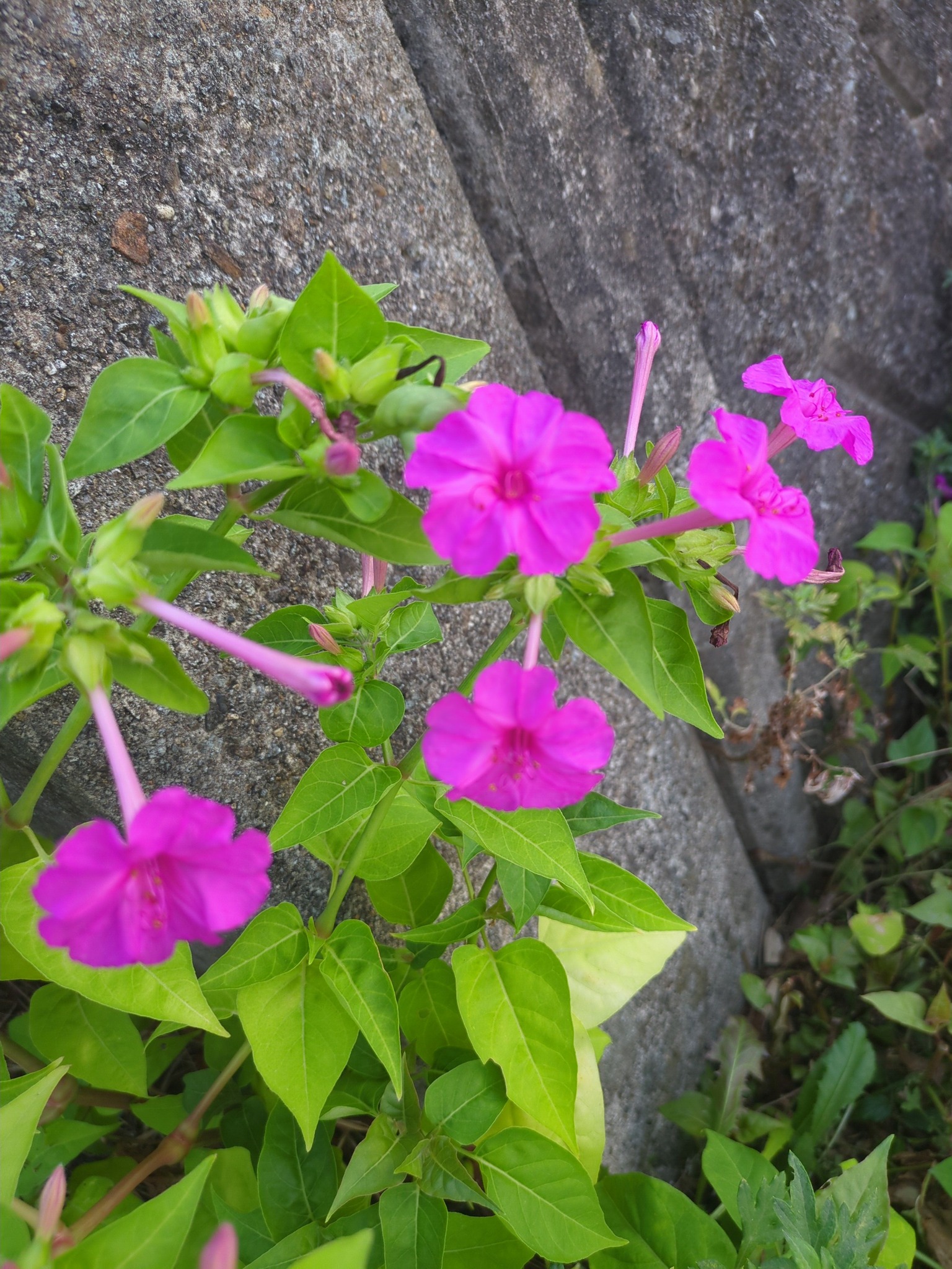 お花大好き♡FLOWER LOVERS♡ | Facebook