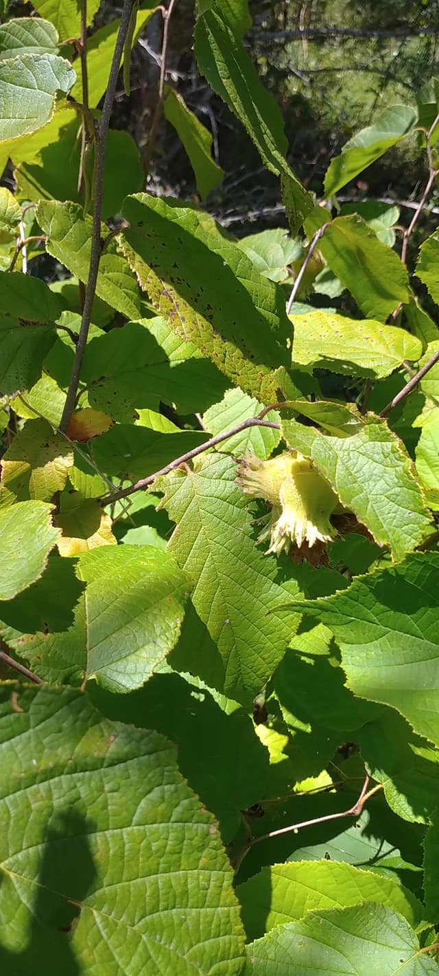 Tanner Hill Chestnuts & Tree Crops
