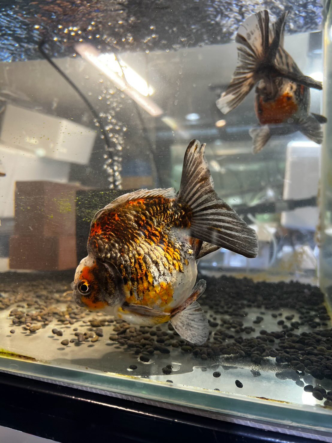 墨田区のラックスゴールドフィッシュさんで金魚買ってきたよ