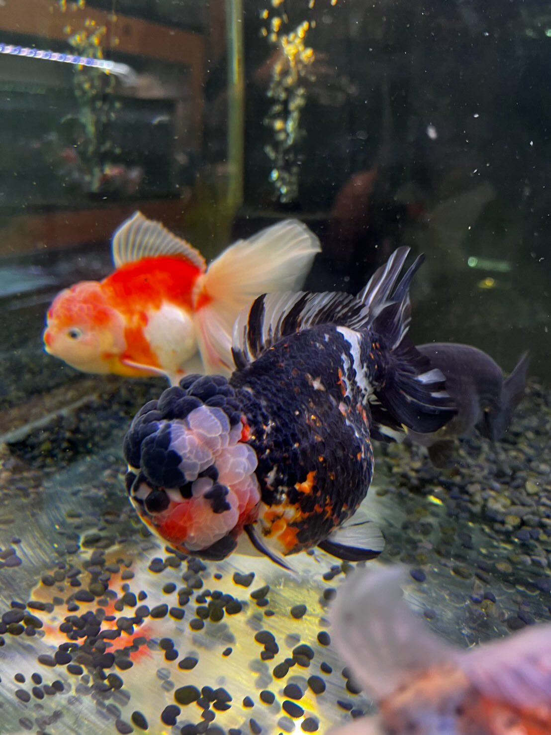 墨田区のラックスゴールドフィッシュさんで金魚買ってきたよ