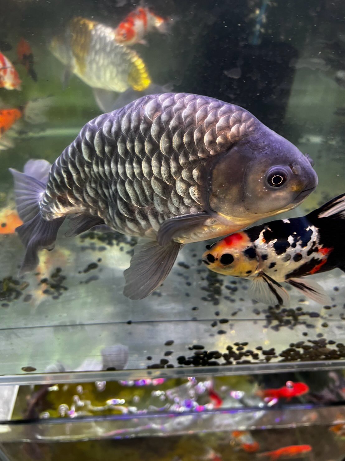 墨田区のラックスゴールドフィッシュさんで金魚買ってきたよ