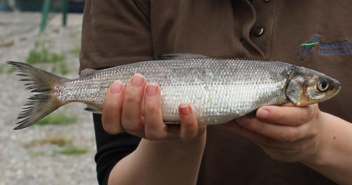 Did you know that the fish... - Inland Fisheries Ireland
