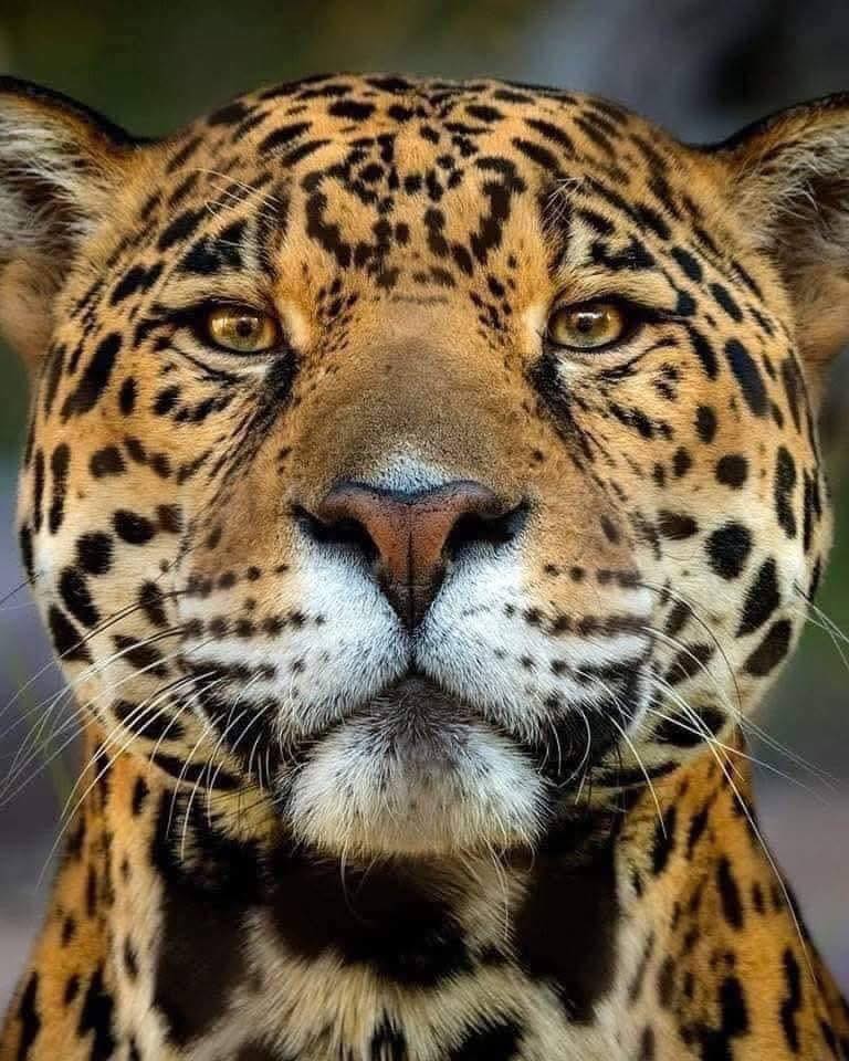Hugo - El Símbolo Que Cruzó el Tiempo y la Selva Antes del águila y la ...
