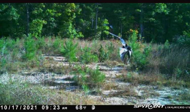 Bull Run Ranch - Trail cam Tuesday! Little sampling of... | Facebook