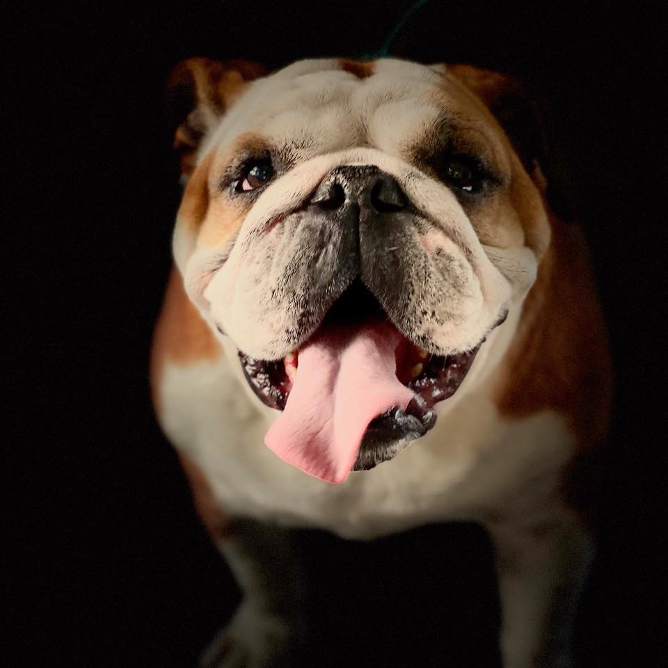 Dapper Dog Mobile Pet Grooming | Mobile AL