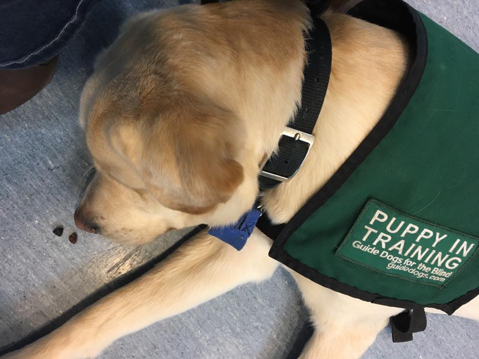 Yoshi's guide dog puppy training