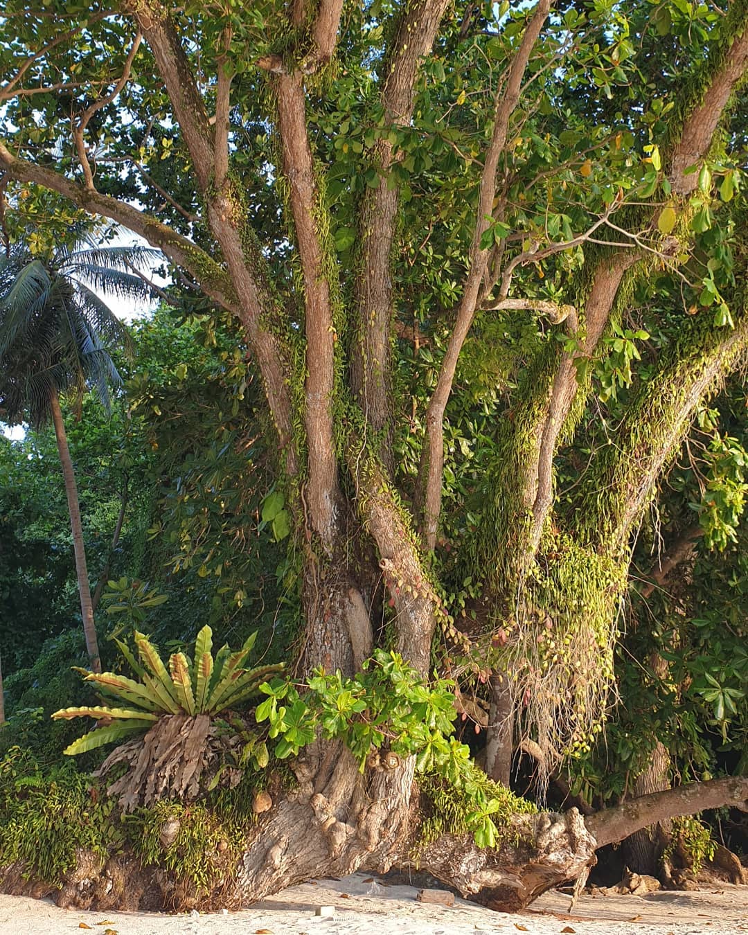 Travel-Lah - This tree is so awesome that it deserves a...