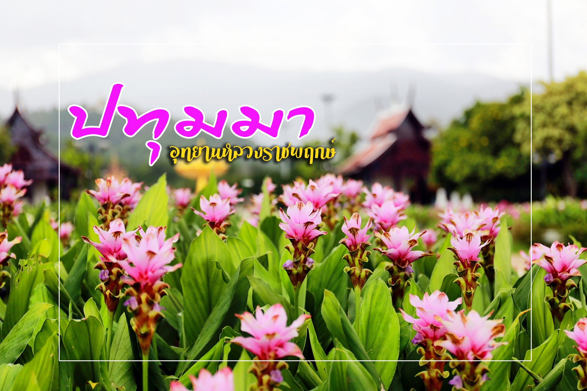 🌷 Les tulipes du Siam sont à... - Chiang Mai de-ci de-là