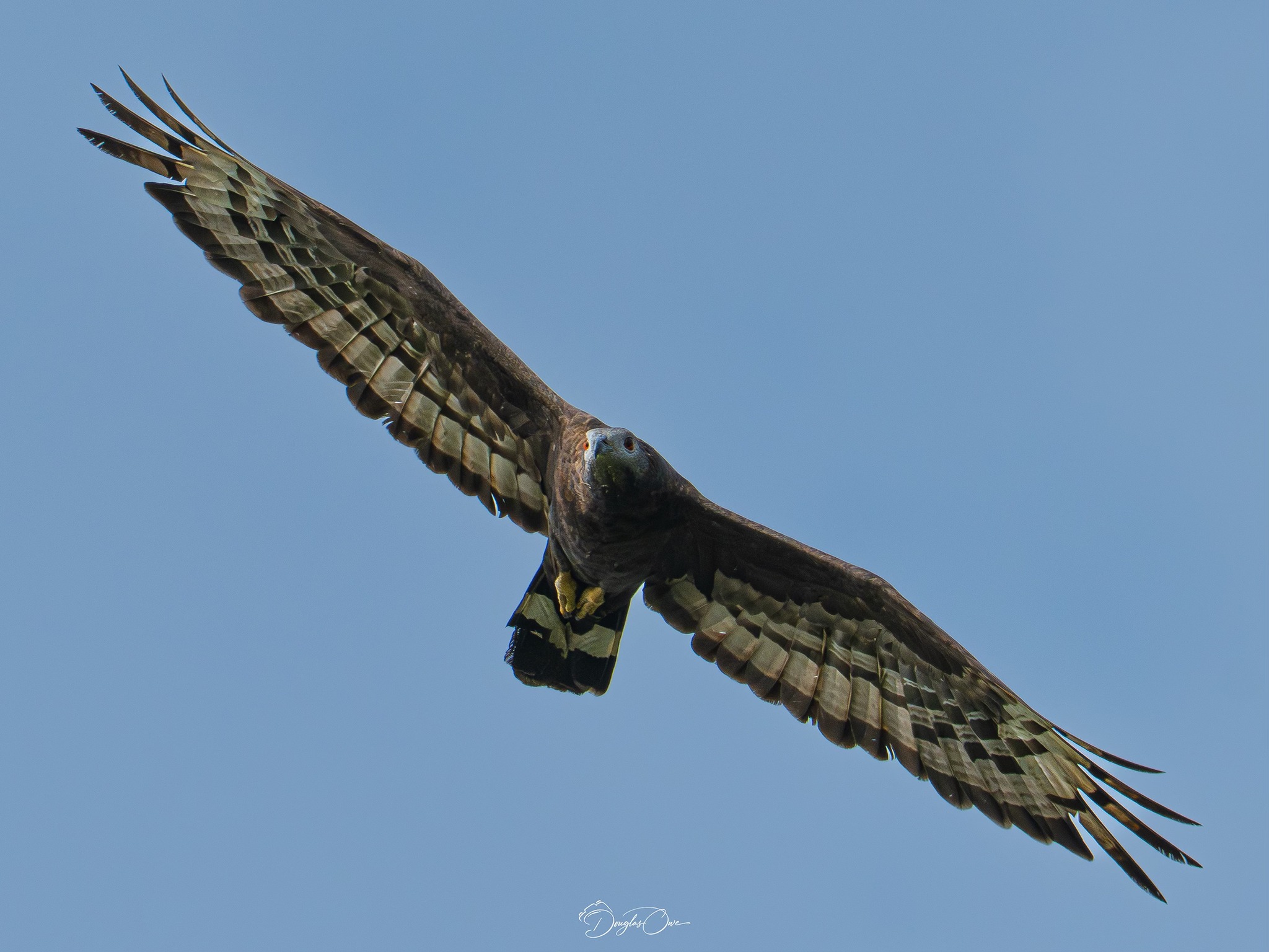 Singapore Wildlife Sightings | Last seen in March 2025, our migratory ...