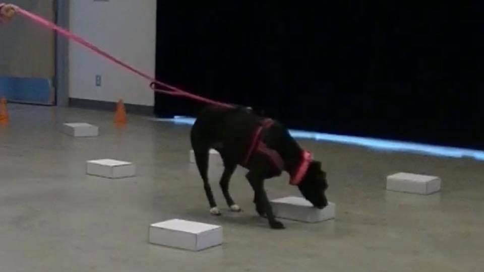K9 Scentinels - The Aldergrove SDDA trial is now open to...
