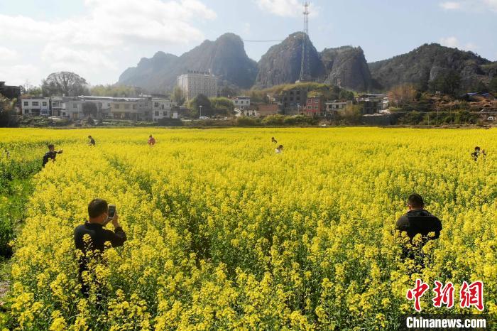 A sea of rape flowers are in full bloom in Pingjiang, Hunan