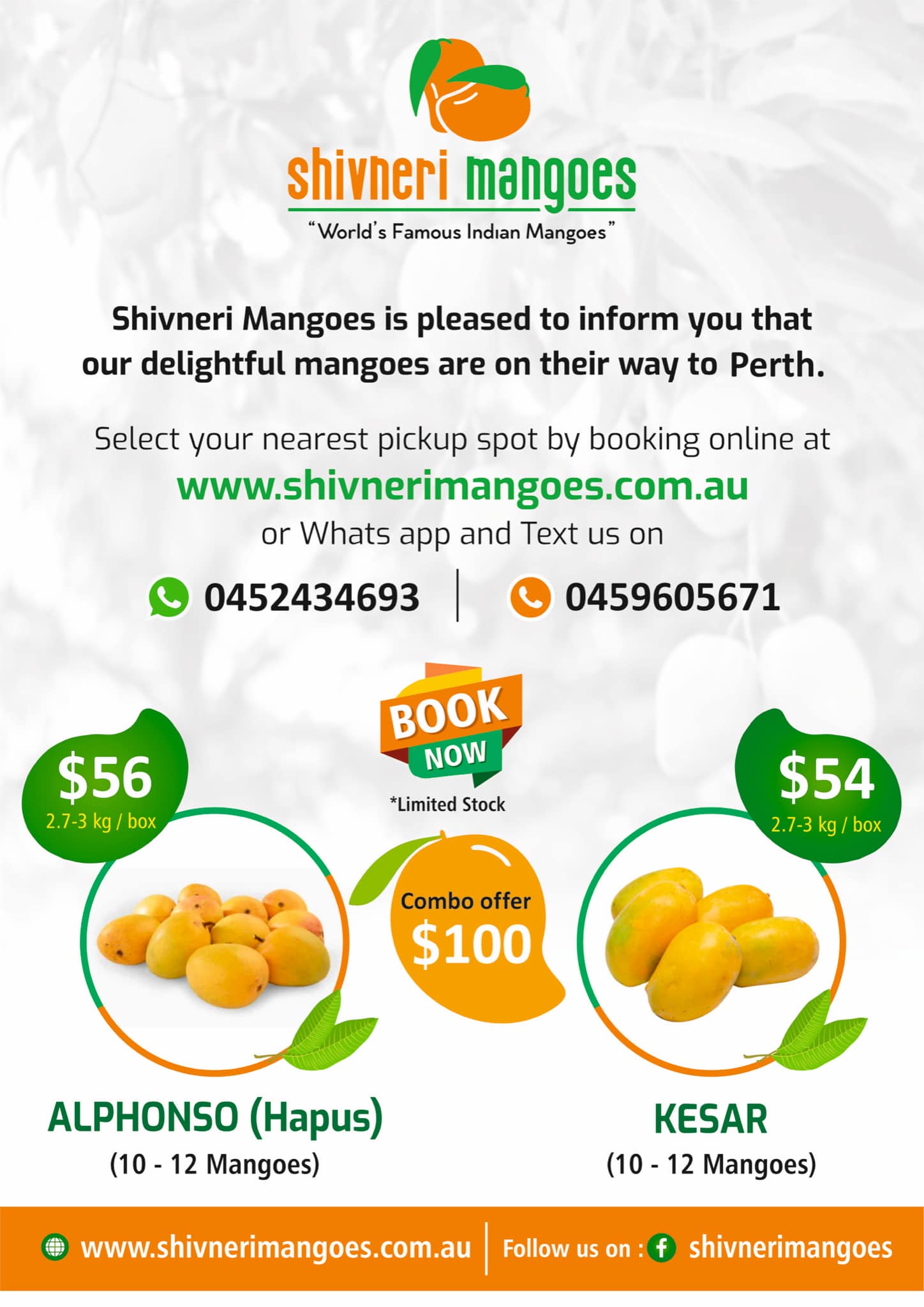 Shivneri Mangoes