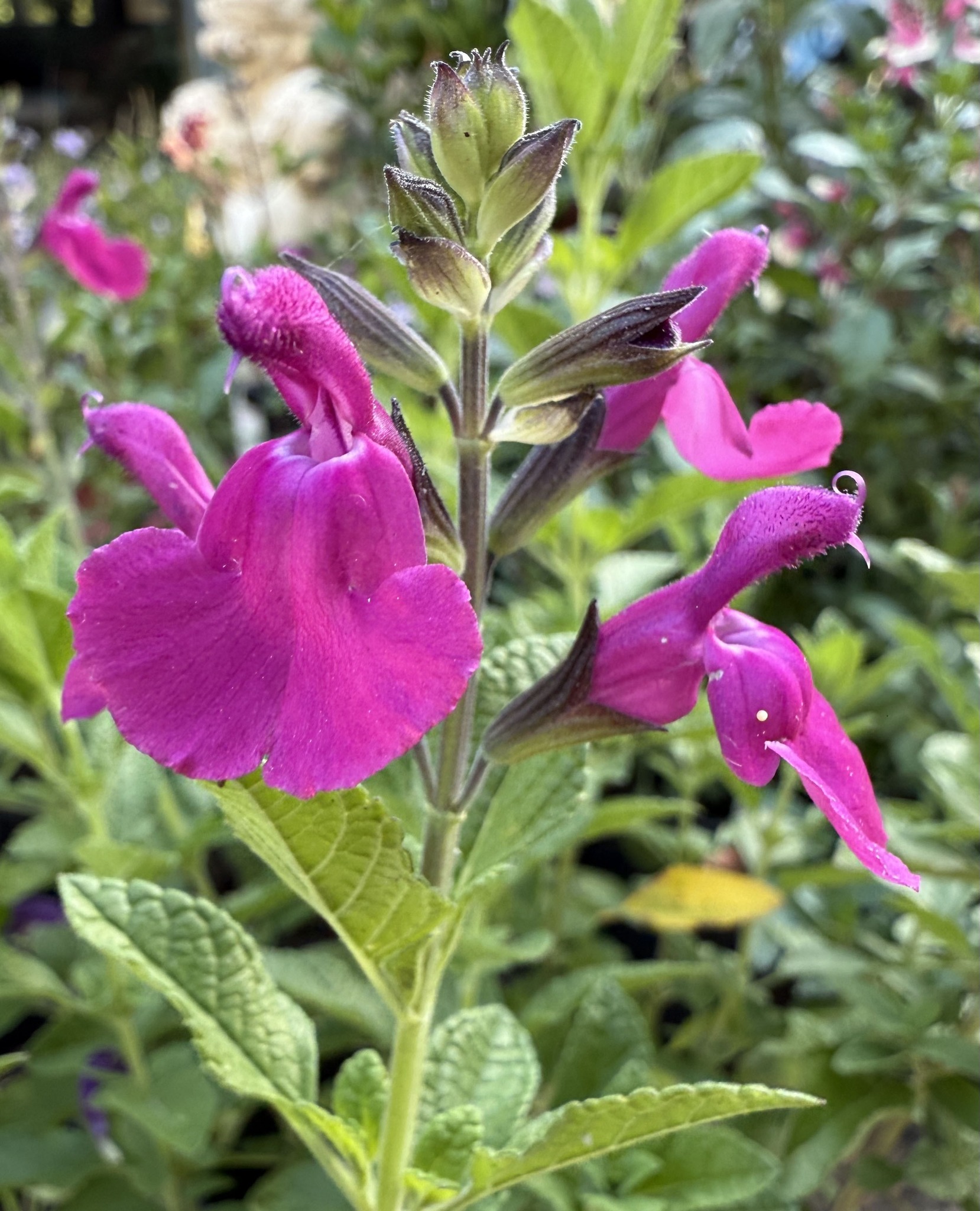 Salvias for sale - Plants & Seedlings - Canberra, Australian Capital