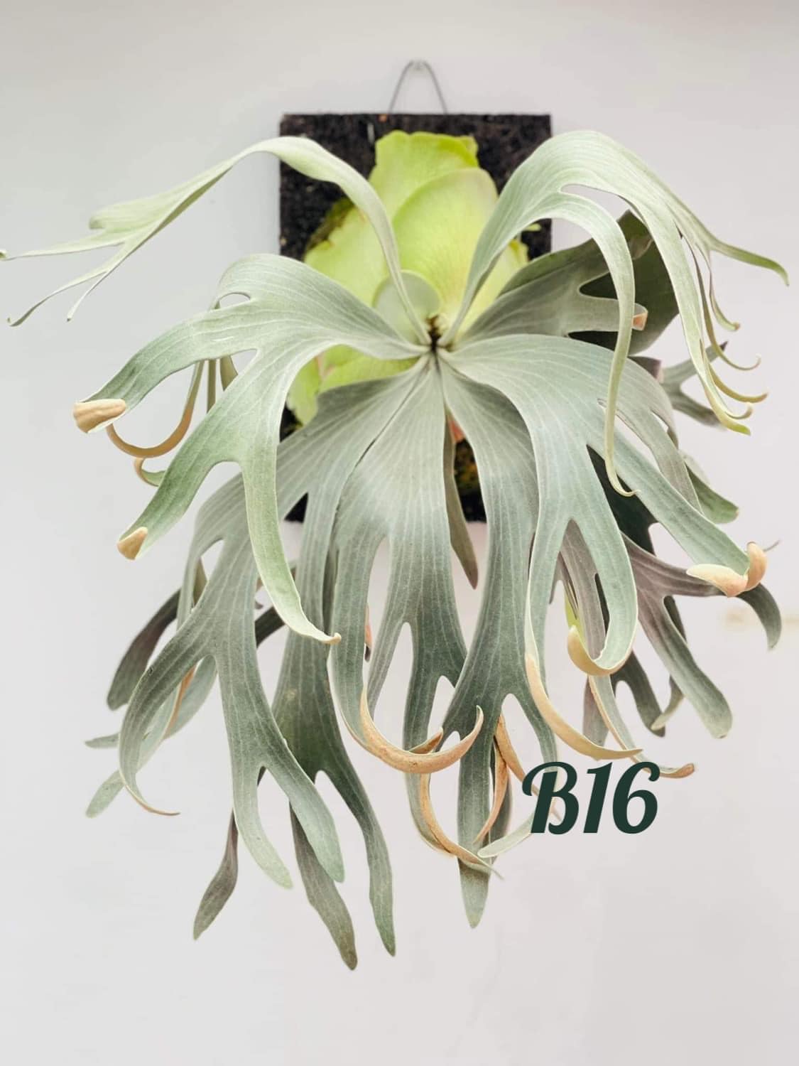 P.white Mr.Oat(白燕麥） 是的這是B16的Logo白燕麥（版權所有柴小勇