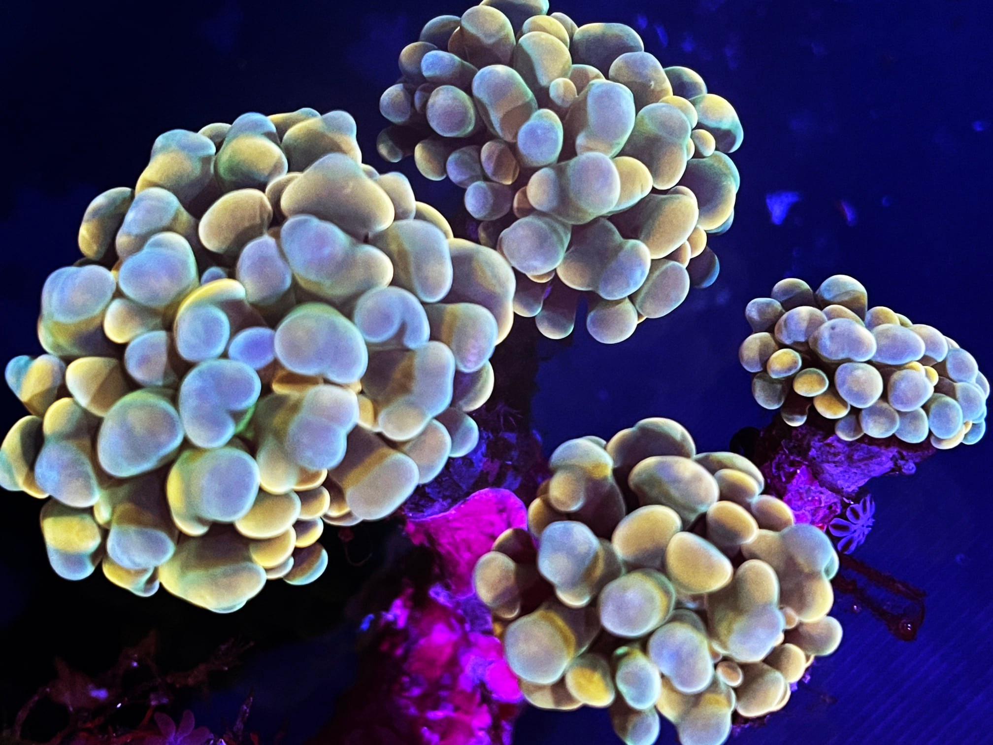 ModernAquati - ModernAquatix.com - Saltwater Aquarium Store