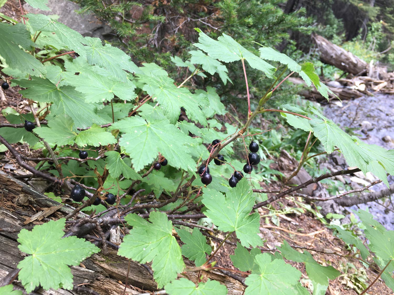 Wild - They hang, plump and juicy, in racemes underneath the non-spiny ...