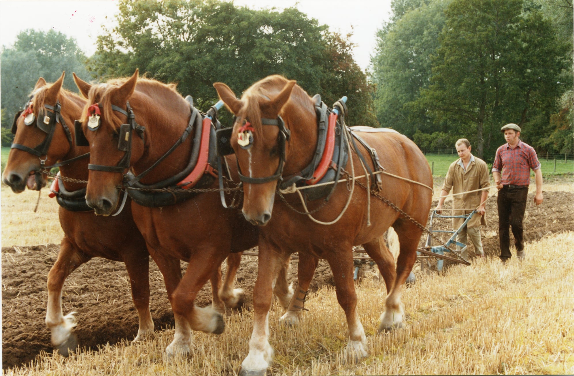 Horse and Dog