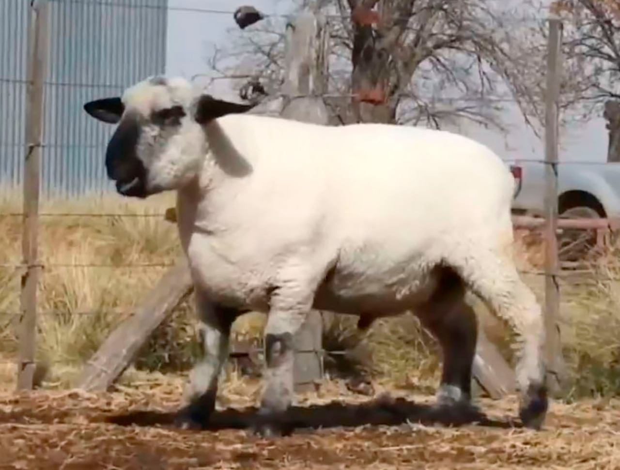 El gran campeón macho de la... - Sociedad Rural de Río Cuarto | Facebook