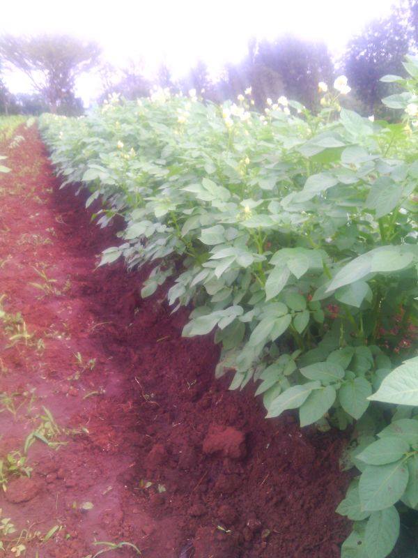 Samar Farm | Maragua