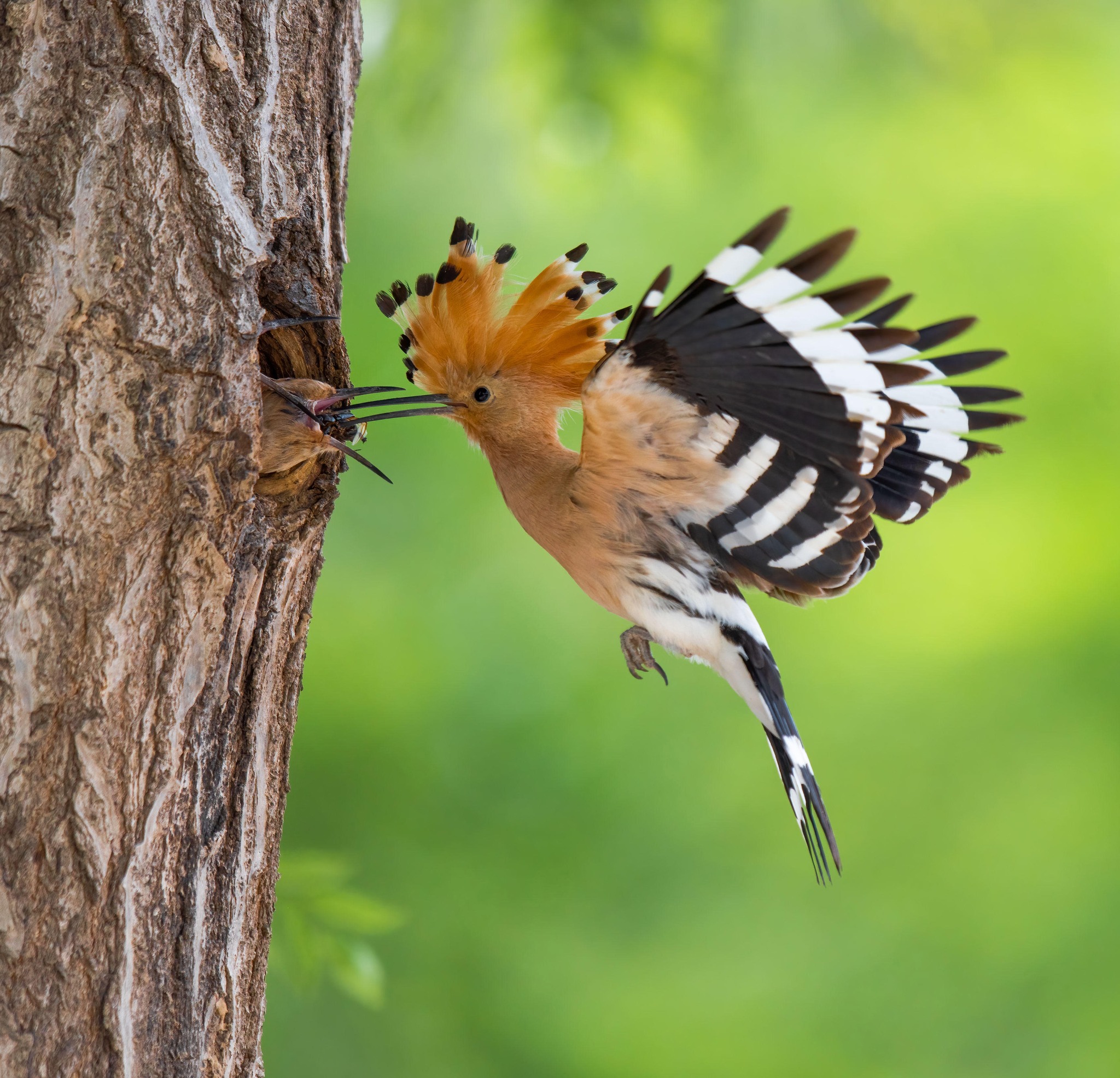 Lin - Eurasian Hoopoe (戴胜,Upupa epops) feeds the young. It has zebra ...