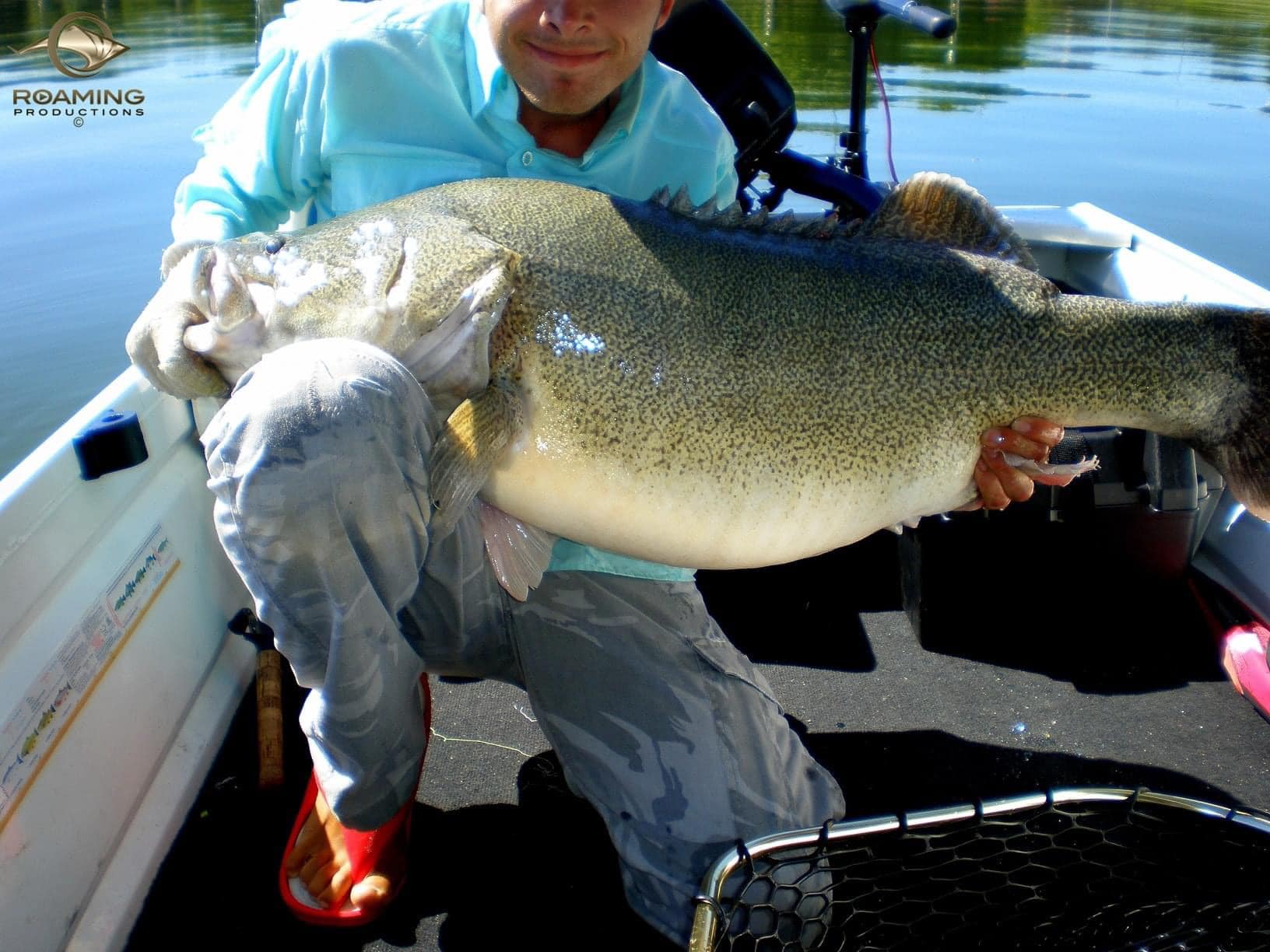 😳😳😳 Huge cod … hooked in the tail!... - Total Native Fishing | Facebook