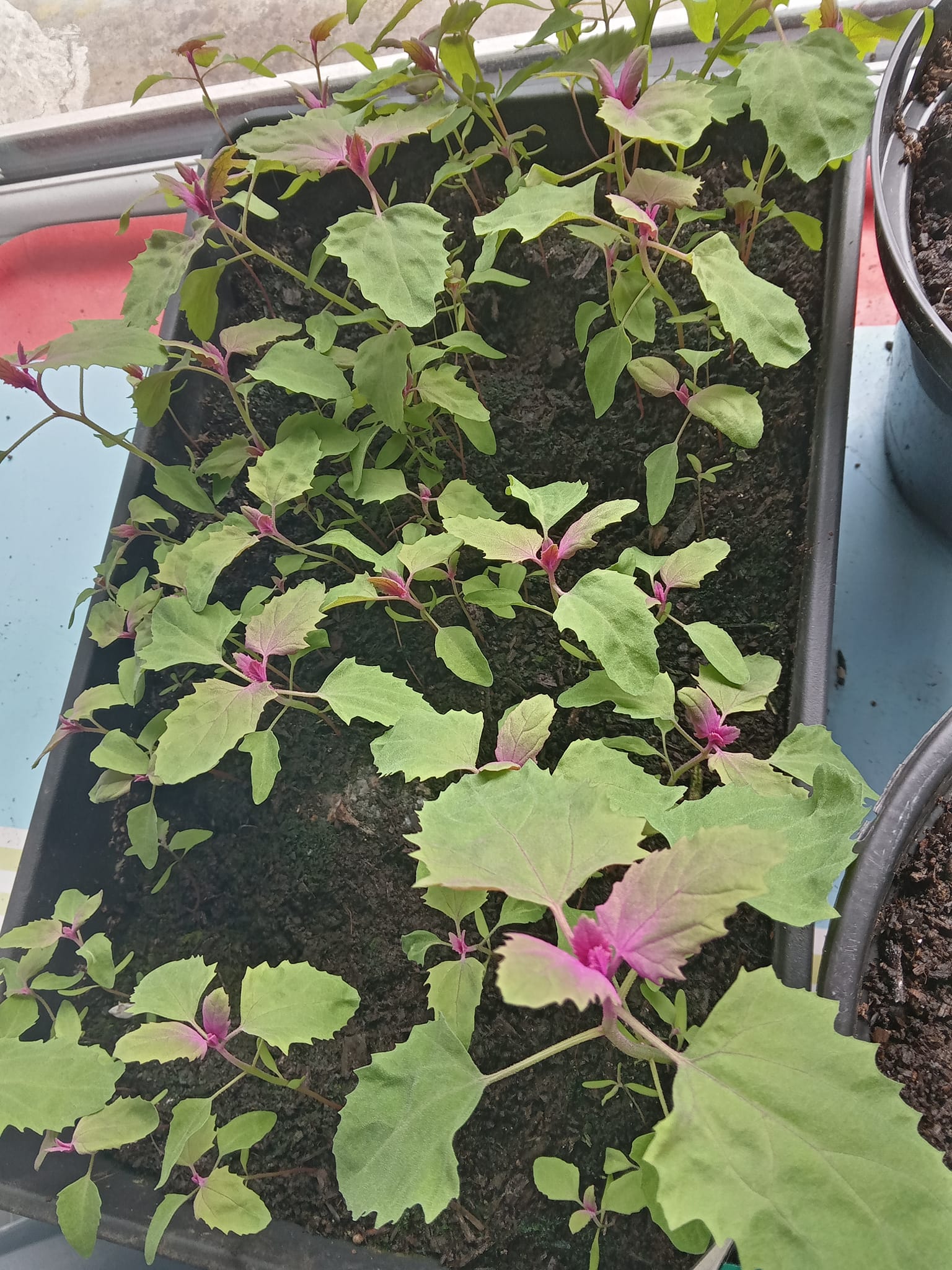 Semi di Chenopodium giganteum ~ Chenopodium giganteum ~ Spinacio gigante ~ Farinello gigante ~ Spreen magenta ~ Annuale a crescita rapida - Italia