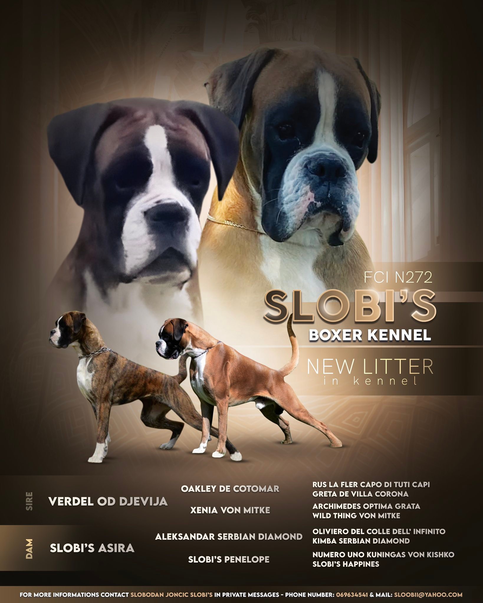 Österreichische Boxer Hunde Fan Gruppe | Facebook