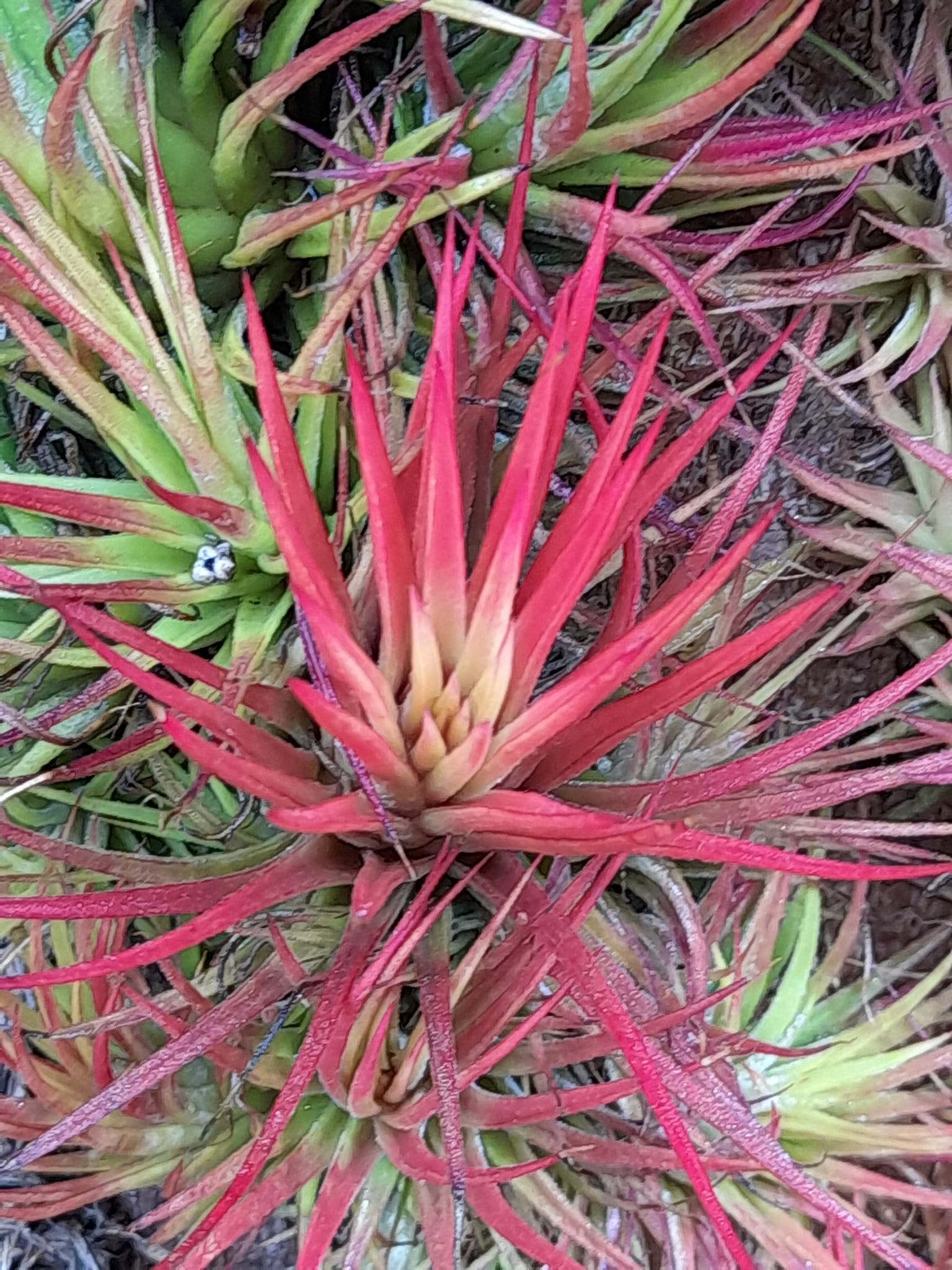Tillandsia ionantha 'Haselnuss' - two different forms
